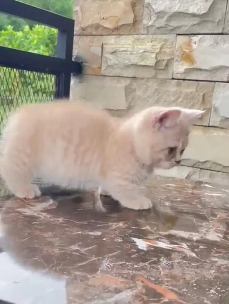 Munchkin bsh cream jantan