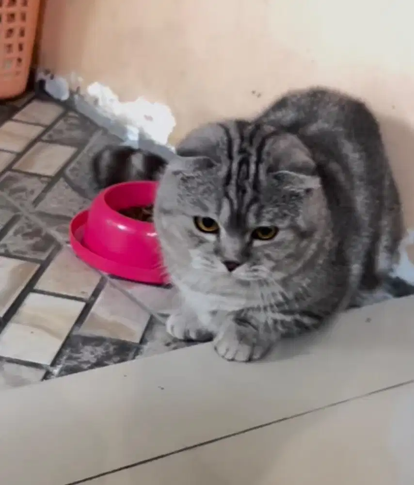 Kucing munchkin gaelic fold british shorthair bsh