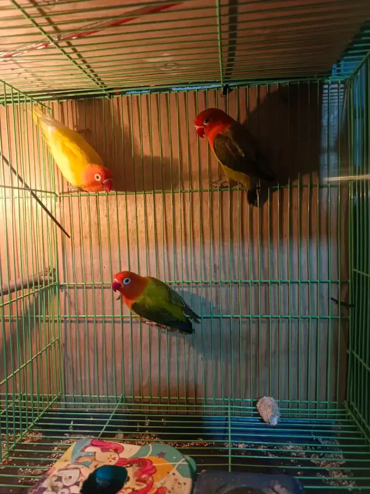 Burung lovebird