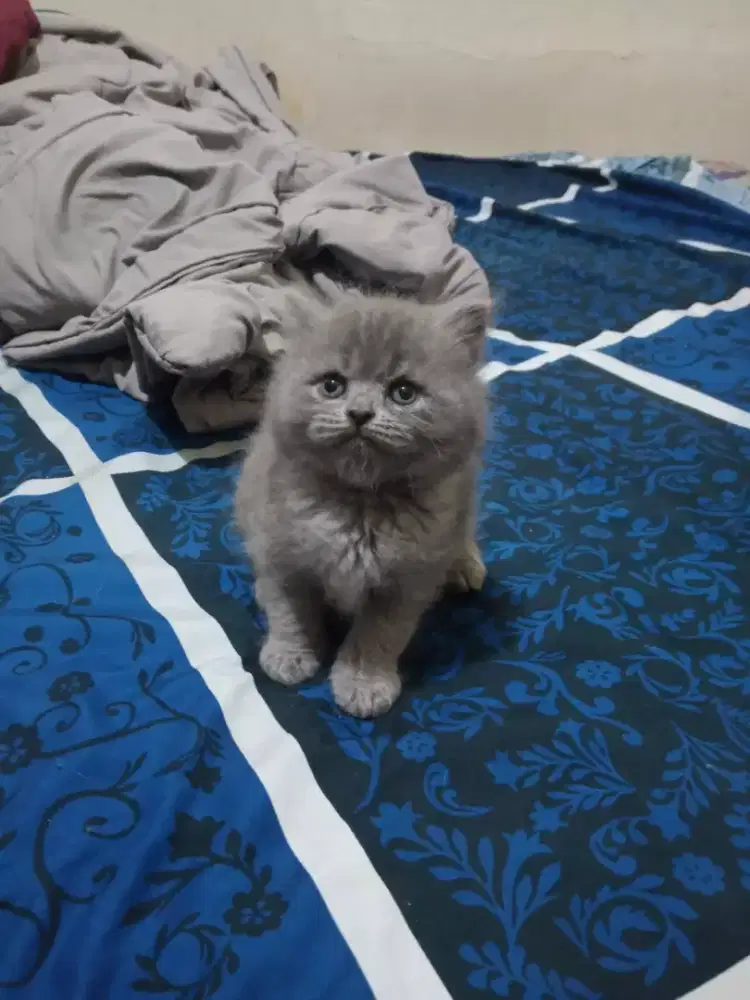 KITTEN PERSIA LONG HAIR