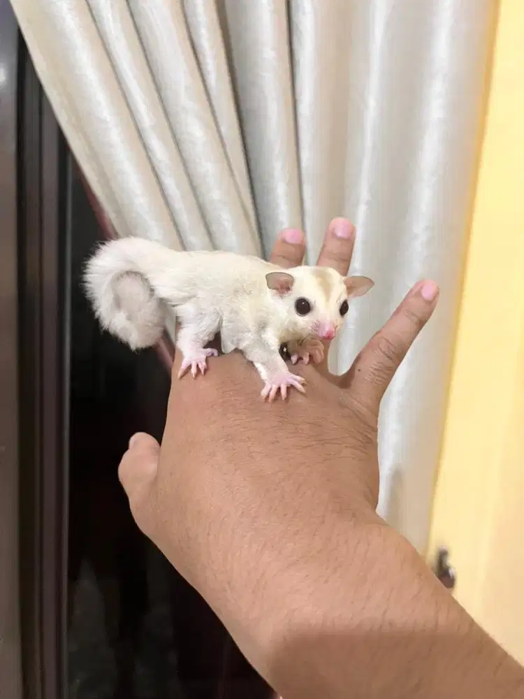 Sugar glider cremino jantan