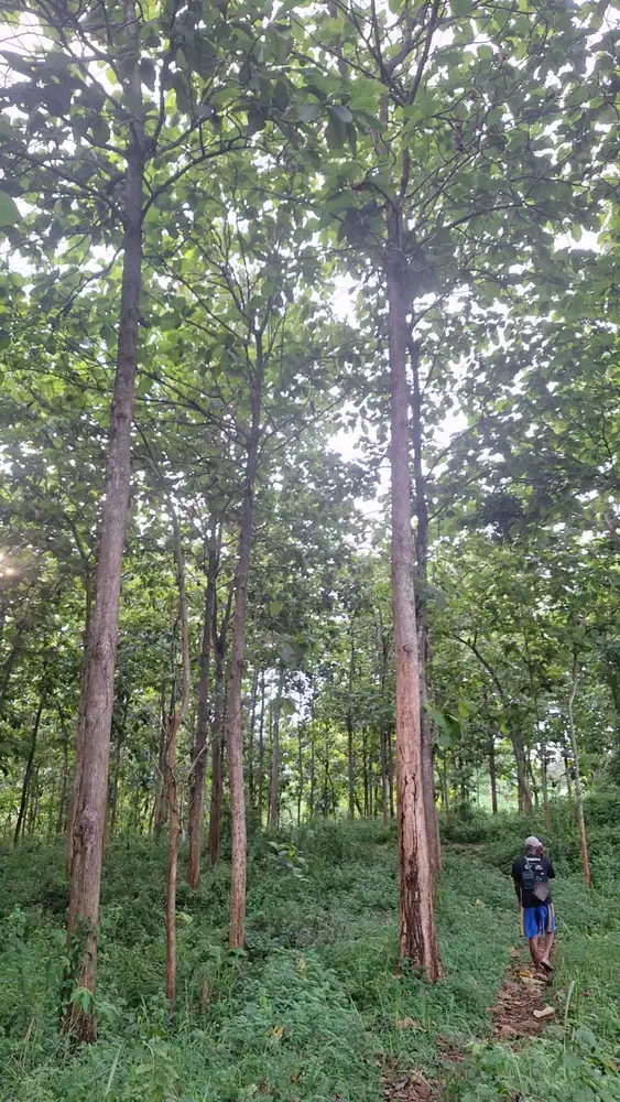 Pohon Jati Umur 35+ Tahun