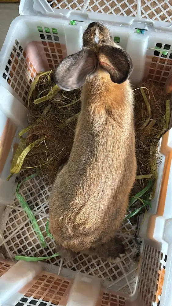 Kelinci usia 6 bulan murah