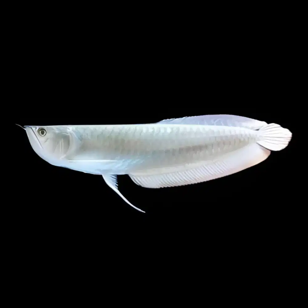 Arwana Silver Red Big Size Murah