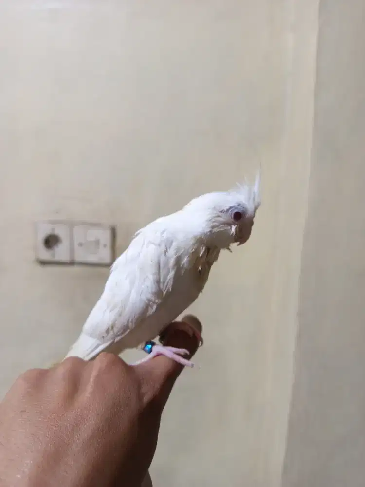 Falk albino mm jinak