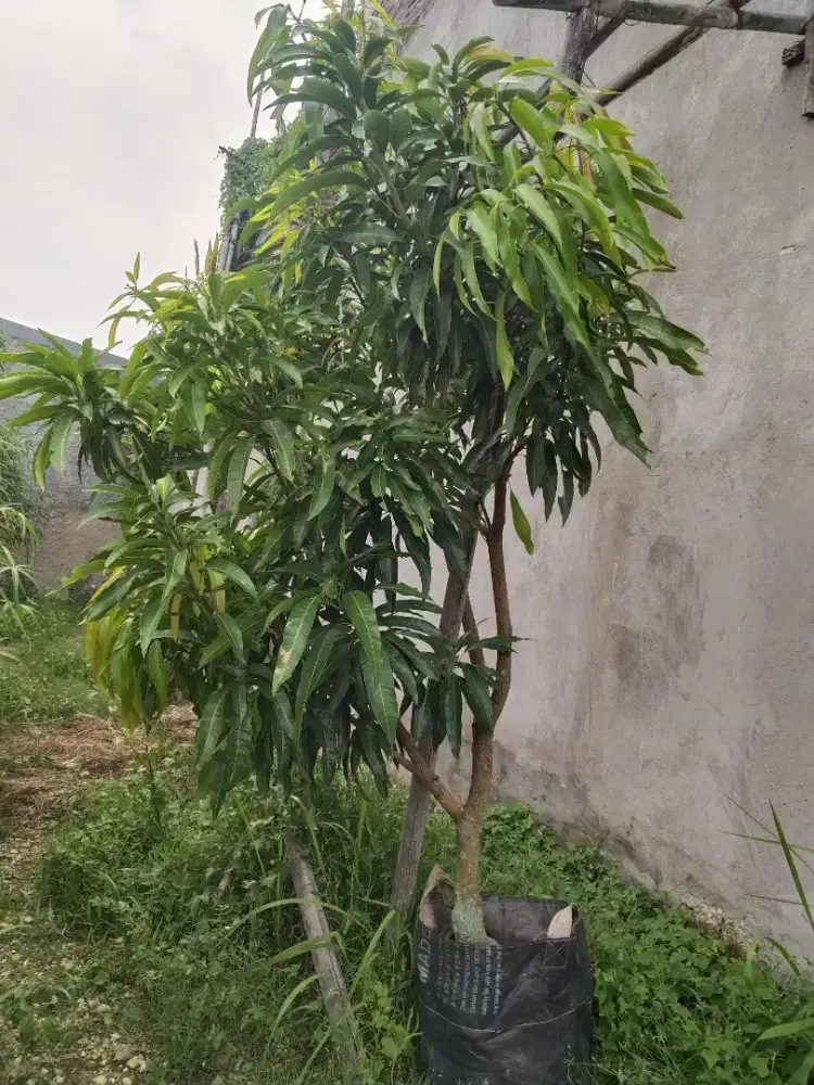 Pohon mangga irwin