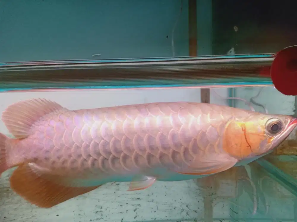 Jual ikan arwana super red