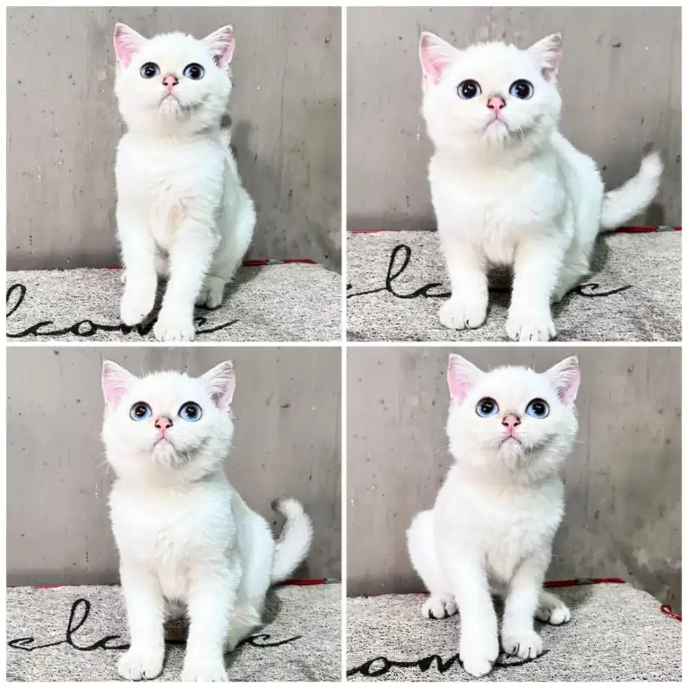 Kucing bsh silver point betina