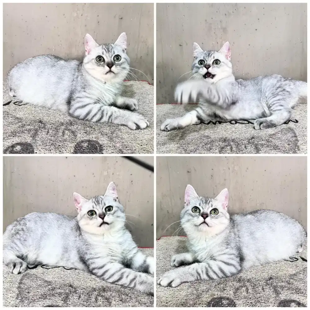 Kucing bsh silver tabby