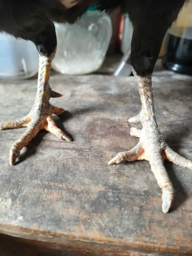 Babon biang Jalu BK PAKHOY