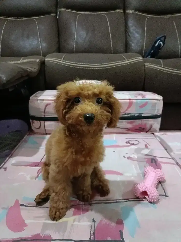 Teacup poodle 4 bulan