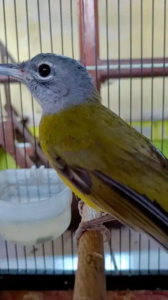 Burung samyong jantan muda