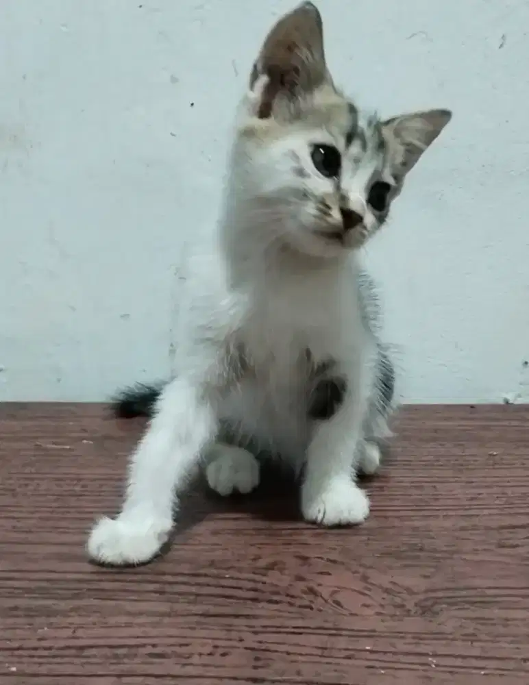 Kitten Khoa manee mix Anggora