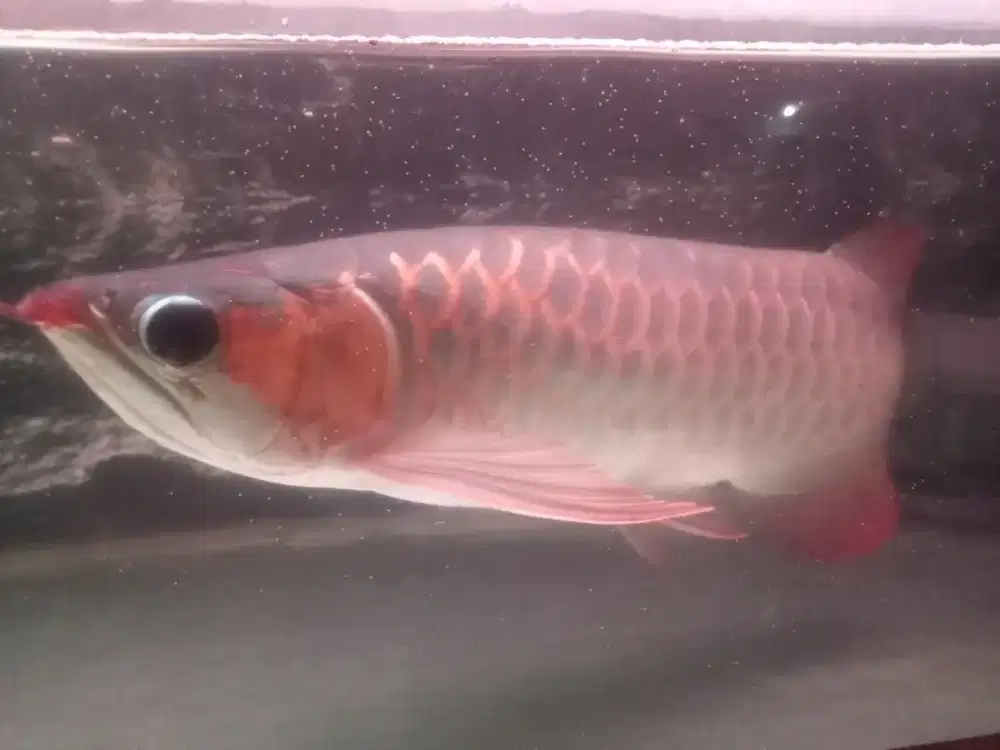 Ikan Arwana super red 40 Cm, Nego