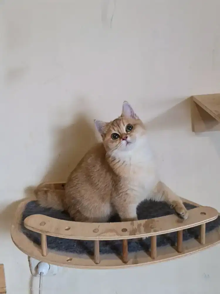 Kitten British Shorthair BSH Golden NY11 Betina