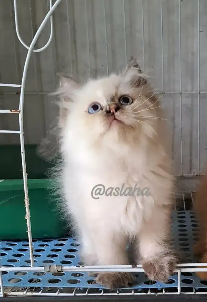 Kucing ragdol  betina/kitten himalaya/anakan kucing himalaya