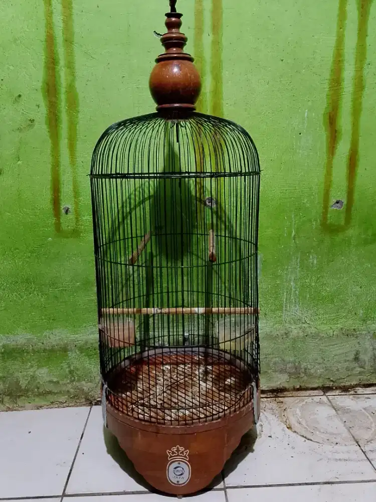 Kandang love bird Ebod Jati