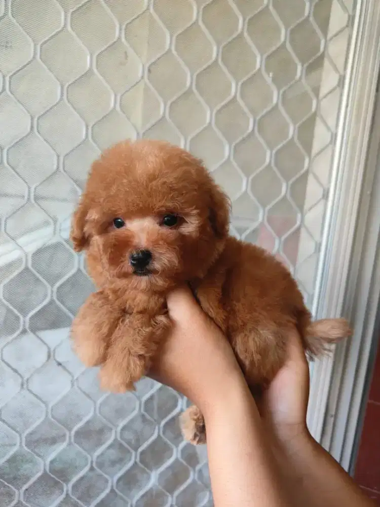 Dijual toy poodle jantan
