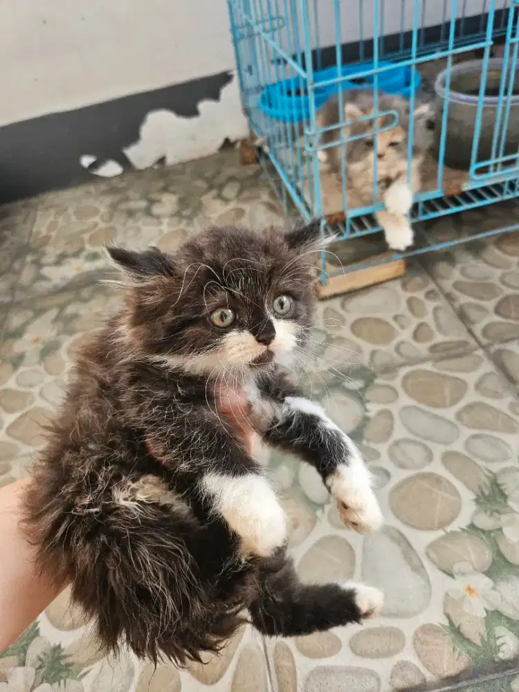 KITTEN PERSIA PORIS
