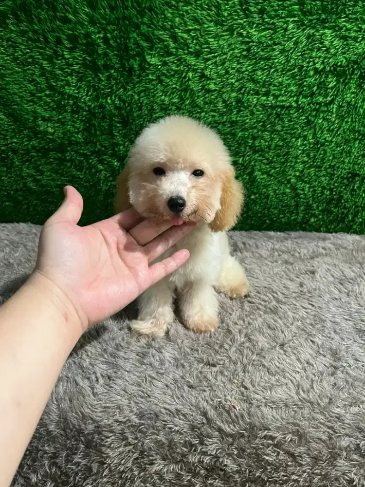 Dijual toy poodle jantan