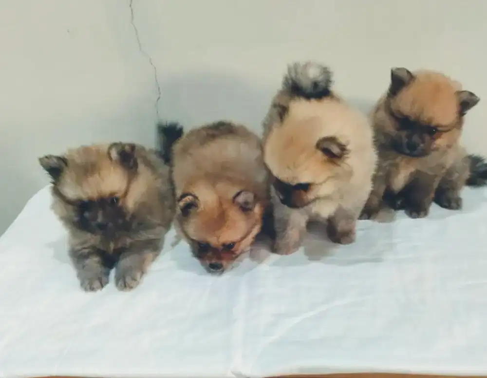 Puppies Pomeranian