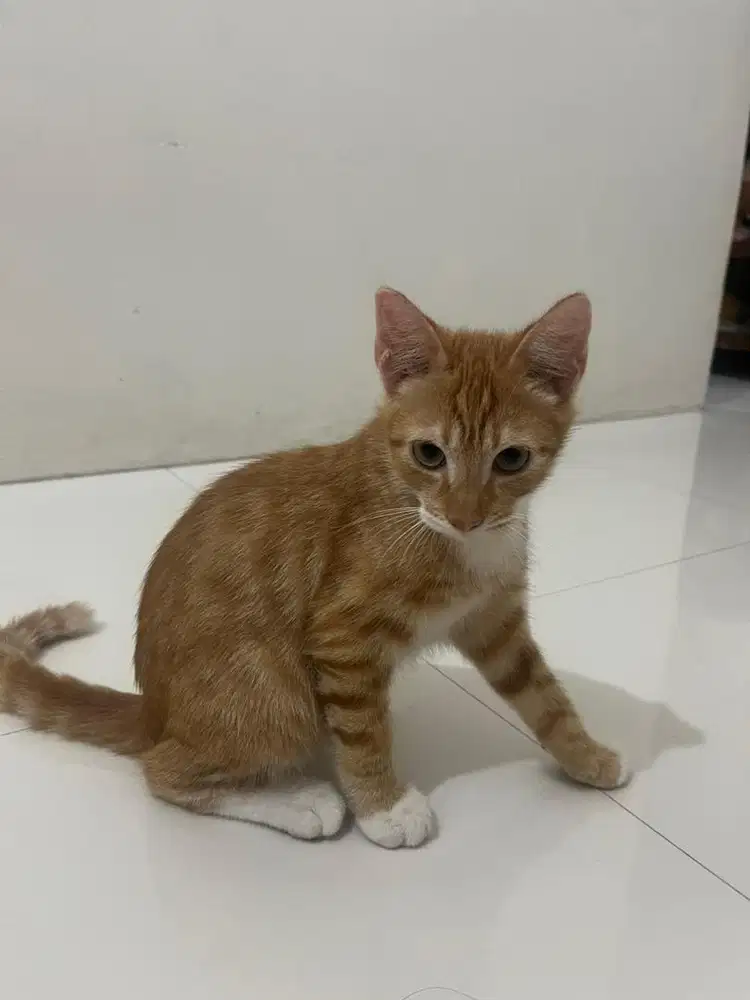 FREE ADOPTION – BUAT YANG SERIUS