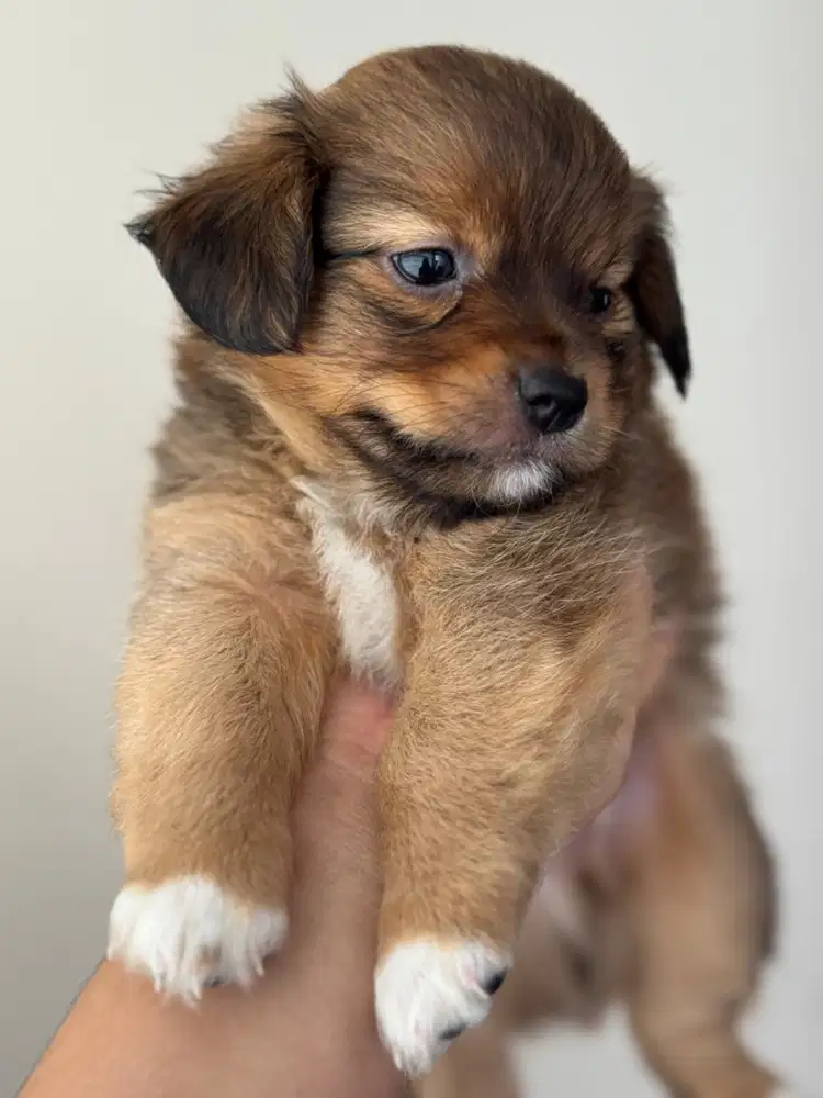 Open Adopt anakan Shih Tzu x Pom