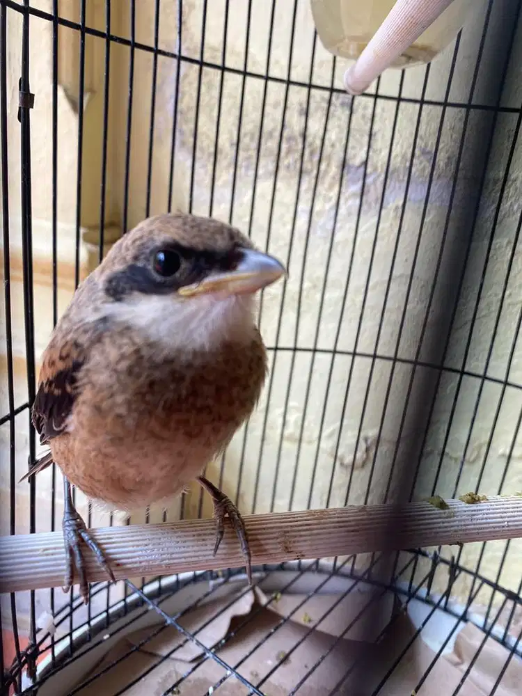 Cendet/pentet sudah pur