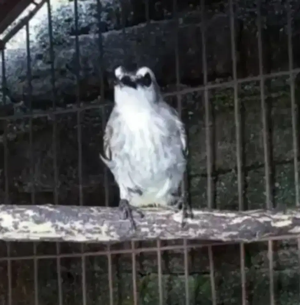 Burg trucukan jantan