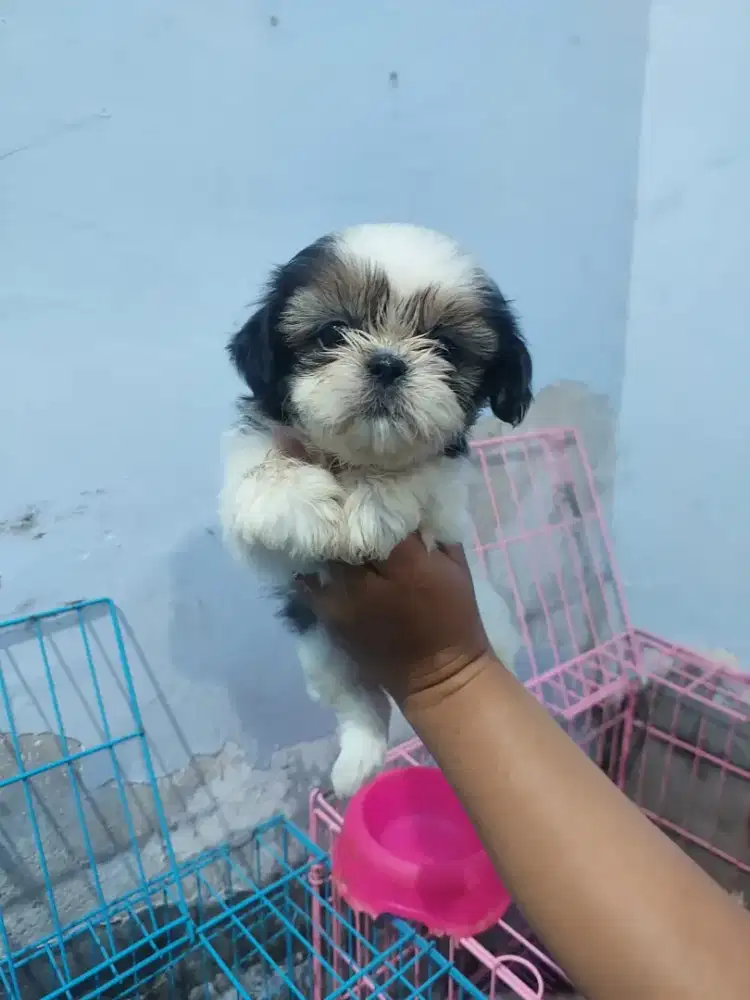 Anjing Shihtzu jantan betina
