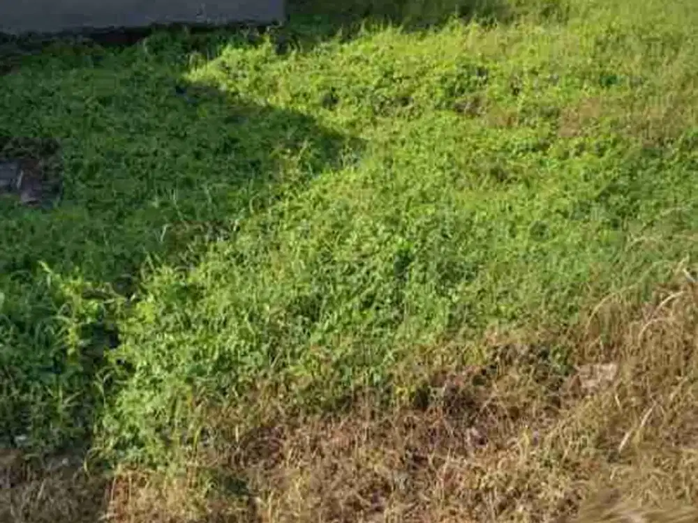 Tanah Murah Dekat Jalan Raya Menganti Gresik