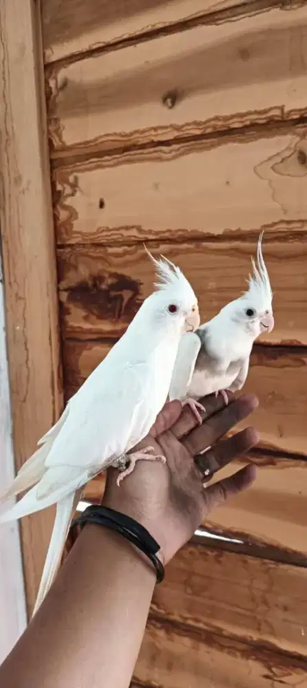 Falk albino mata merah