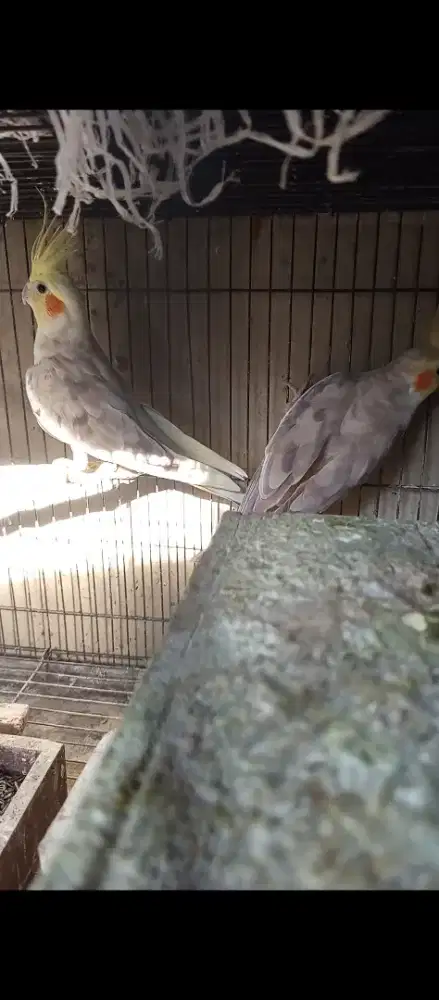 Falk indukan produksi