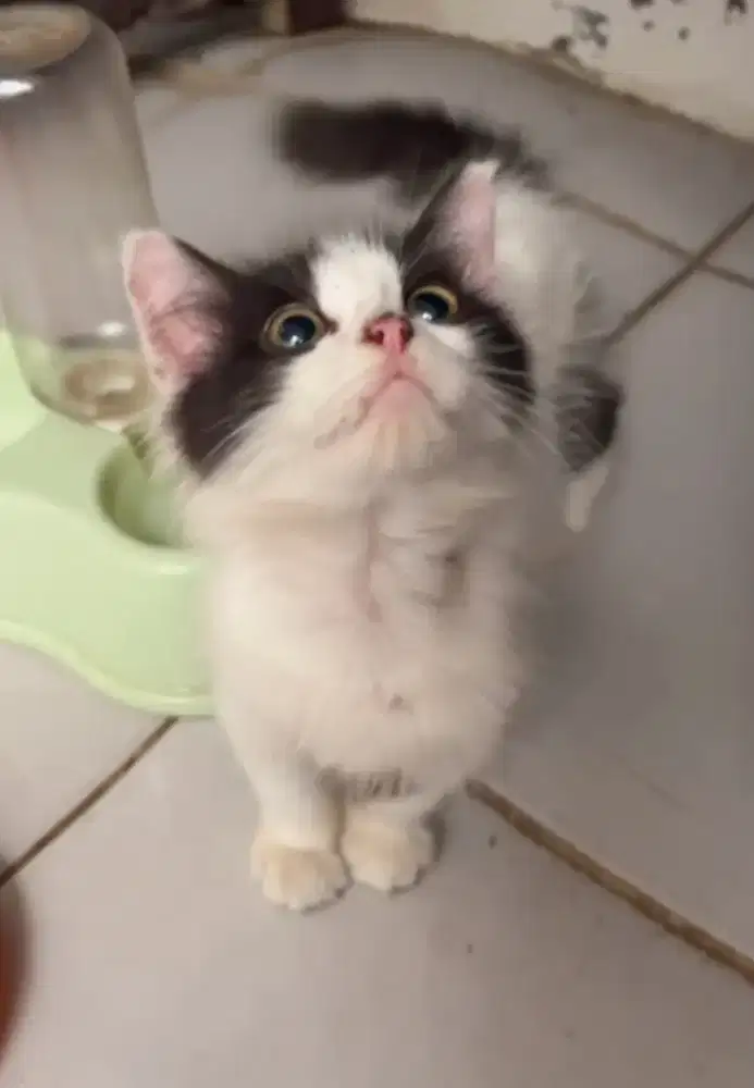 BSH Bicolor Mix Munchkin NS ( British short hair Munchkin NS )