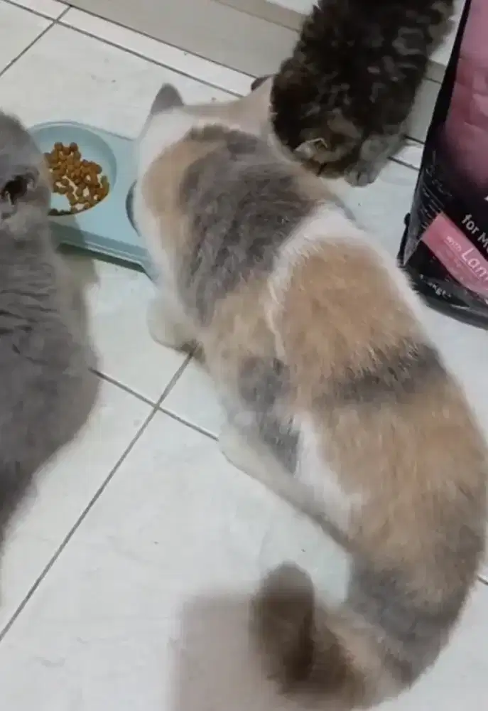 BSH Calico Dilute Female Good Anatomi