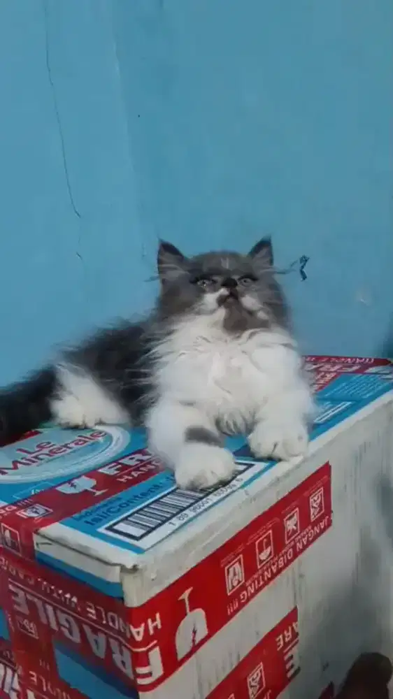 Kiteen Persia longhair jantan