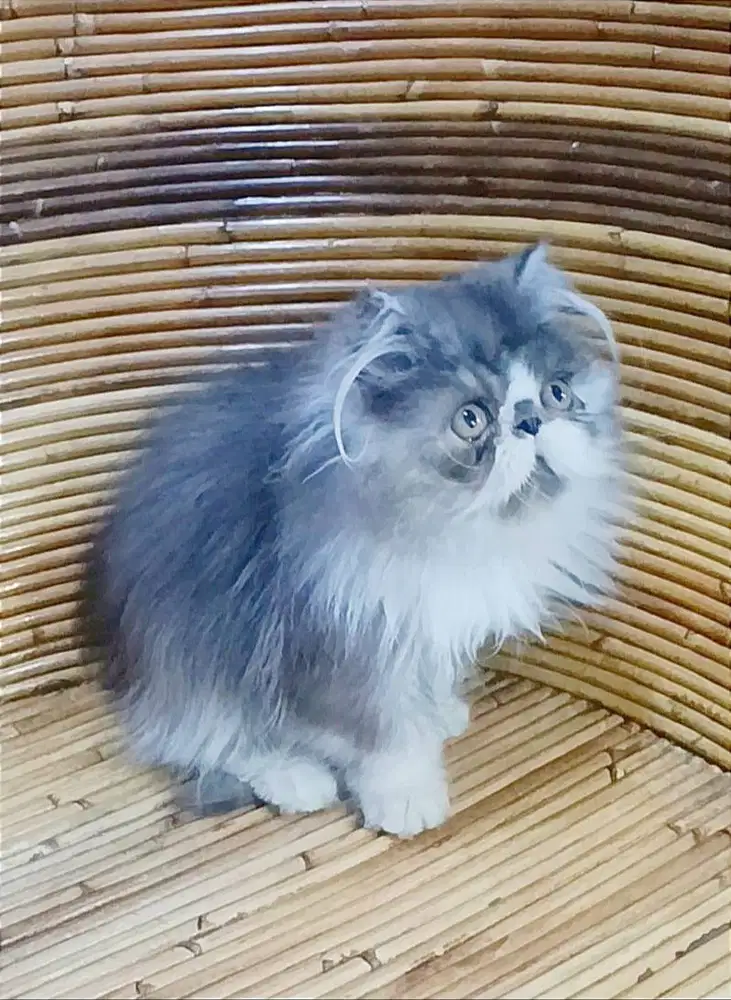 Persia peaknose kitten