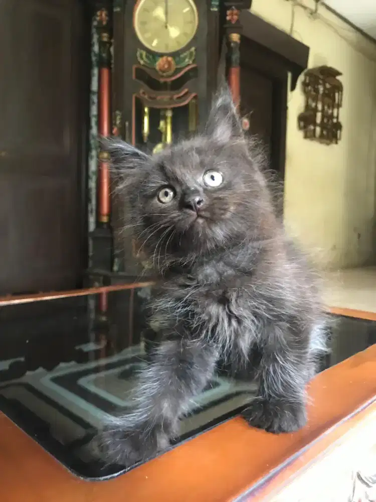 mainecoon kitten