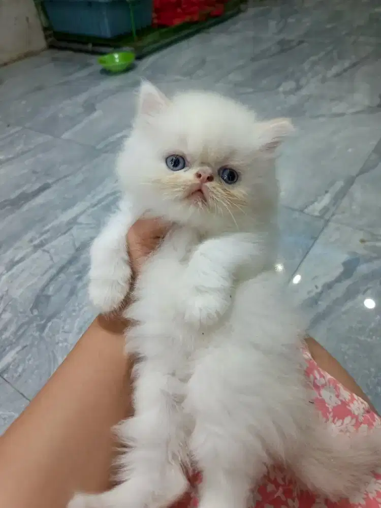 Kucing Persia Peaknose