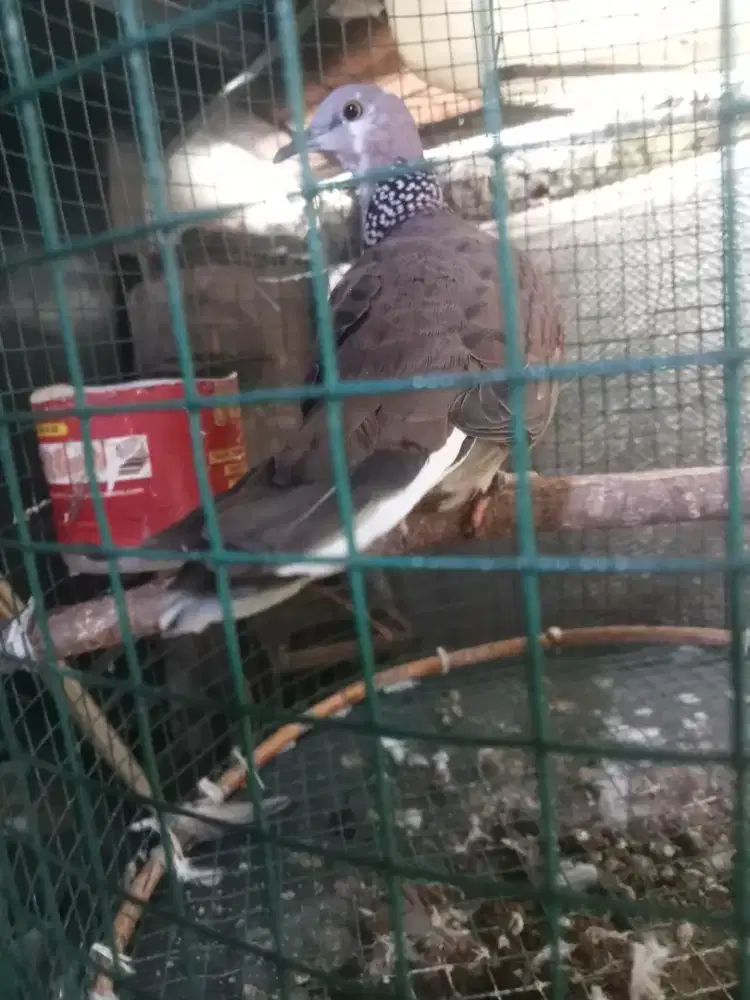 Tekukur cemong split putih kuk 2$3