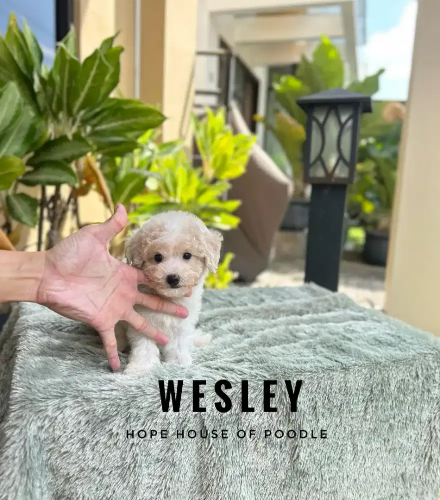 Party Tiny Toy Poodle