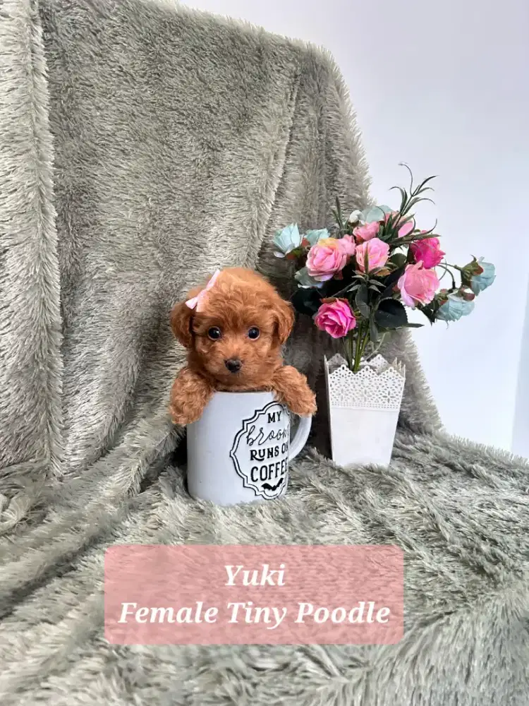 Tiny Red Toy Poodle