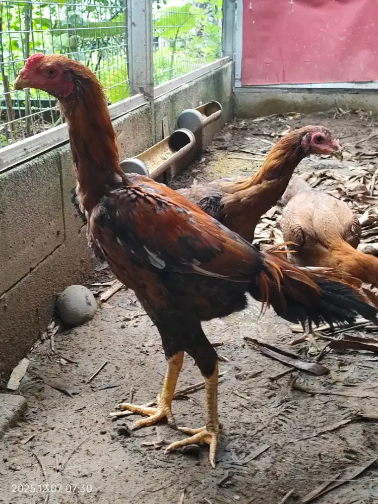 Janggaran dan Babon BK Ukuran Jumbo