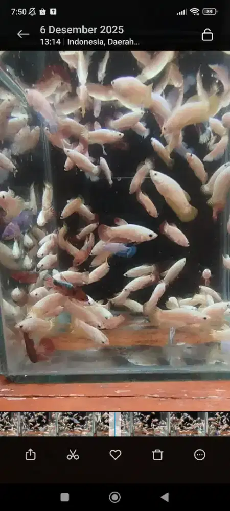 Ikan cupang harga petani breder