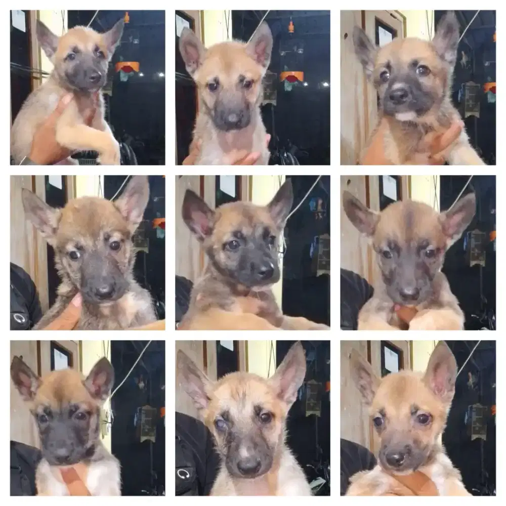 Anjing balgian malenois jntan 3 betina 6