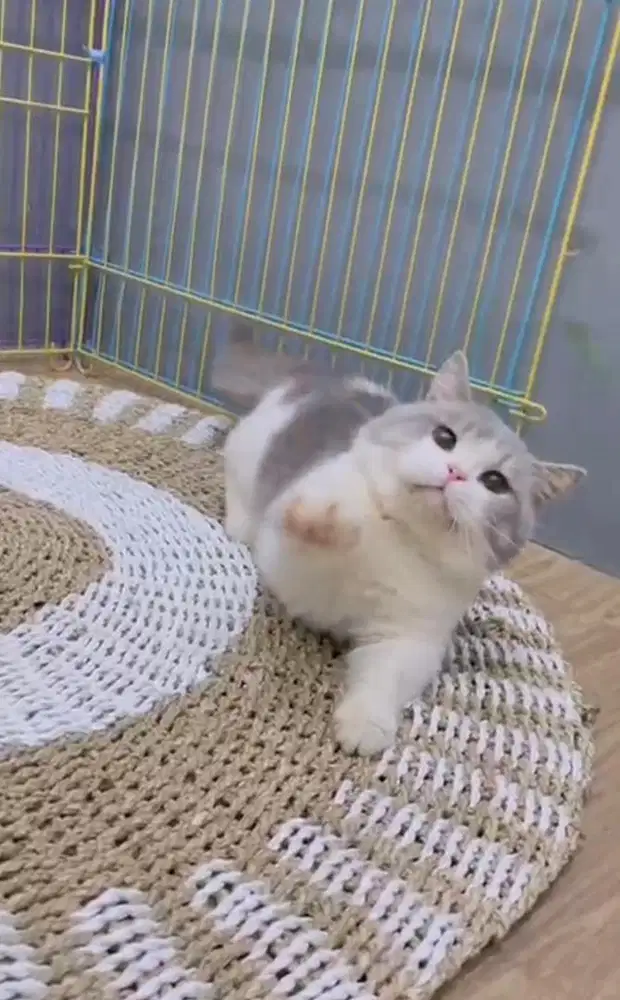 Munchkin british jantan