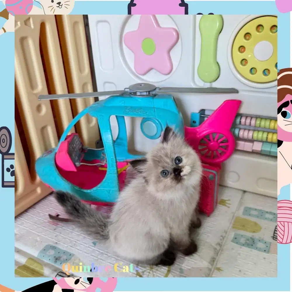 Kucing Himalaya Seal Point Betina