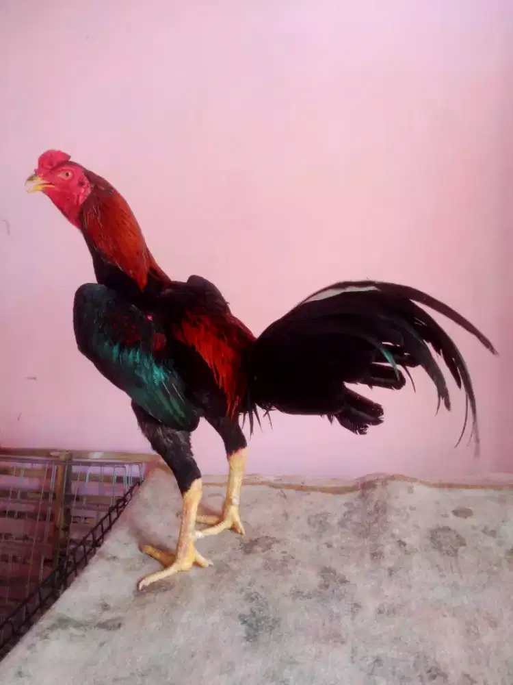 Ayam Bangkok Super Tehnik