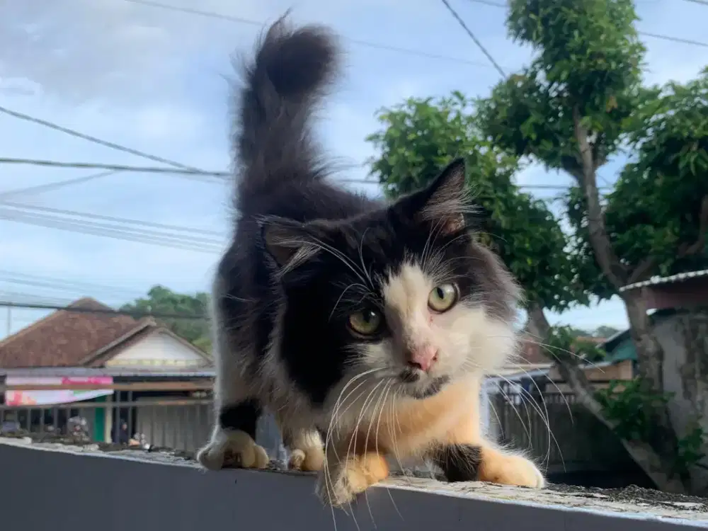 Munchkin Jantan 8 Bulan