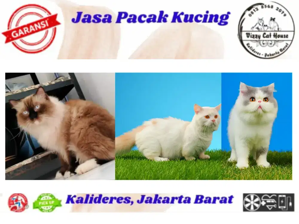 Jasa pacak kucing ragdol, peaknose, Munchkin
